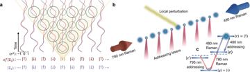 Fig. 1 — Fig. 1: Illustrations of kinetically constrained qubit dynamics in the PXP model and its experimental realisation.a The blue and red curves display…