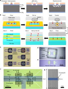 Fig. 2 — Fig. 2: Hybrid integration of two comb nanowire detectors on one optical waveguide.a Etching processes for the suspended SNSPD membranes are present…