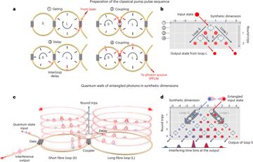 Fig. 1 — Fig. 1: Illustration of entangled state preparation and quantum interference with the coupled fibre-loop system.a, A schematic of the four-step proc…